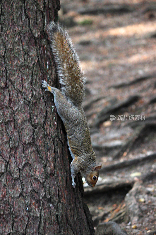 灰松鼠爬下松树的图片(Sciurus carolinensis)